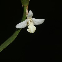 Dendrobium macraei Lindl.